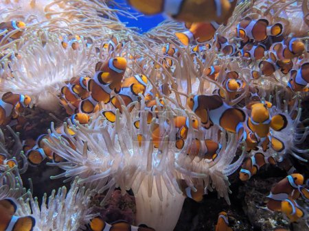 Téléchargez les photos : Photo sous-marine de clowns dans l'eau, aquarium - en image libre de droit