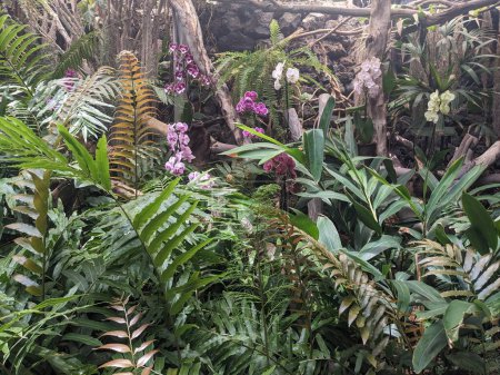 Téléchargez les photos : Plantes tropicales, flore et nature - en image libre de droit