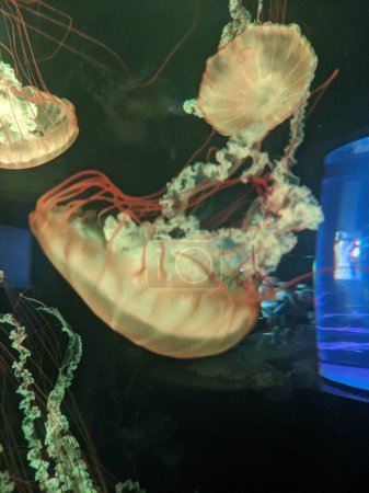 Foto de Medusas nadando bajo el agua en el acuario, primer plano - Imagen libre de derechos