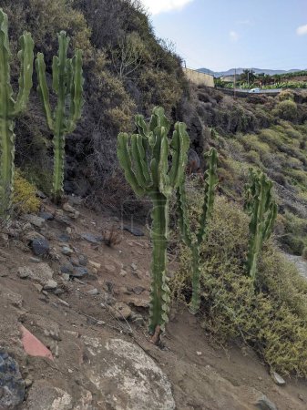 Téléchargez les photos : Cactus vert de Tenerife, îles Canaries, Espagne - en image libre de droit