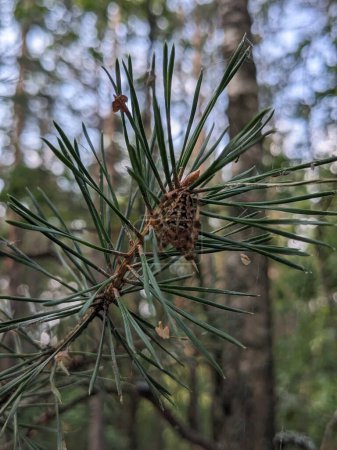 Foto de Cono de pino verde en el bosque - Imagen libre de derechos