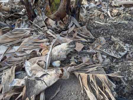 Foto de Pollo y pollitos anidando en las hojas secas de palma - Imagen libre de derechos