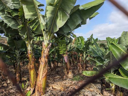 Foto de Plantación de plátanos en Tenerife, Canarias, España, Europa - Imagen libre de derechos