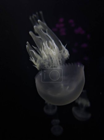 Foto de Medusas blancas en el acuario. - Imagen libre de derechos