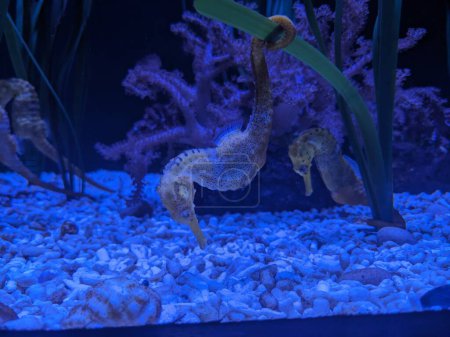 Foto de Espécimen de caballitos de mar (Hippocampus reidi) en el acuario - Imagen libre de derechos