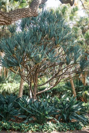 Téléchargez les photos : Plantes tropicales de Tenerife, les îles Canaries, Espagne - en image libre de droit