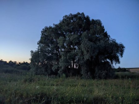 Téléchargez les photos : Belle vue sur l'arbre dans le champ - en image libre de droit