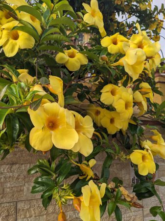 Photo for Yellow flowers growing on the tree in the garden - Royalty Free Image