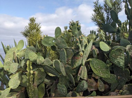 Foto de Plantas de cactus de Tenerife, Islas Canarias, España - Imagen libre de derechos