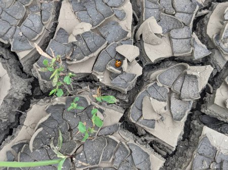 Téléchargez les photos : Terre fissurée En saison sèche - en image libre de droit
