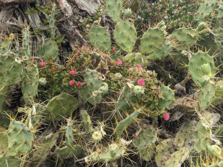 Téléchargez les photos : Cactus dans le désert - en image libre de droit