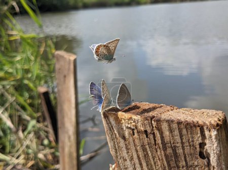 Foto de Primer plano de mariposas sentadas en la vieja tabla de madera - Imagen libre de derechos