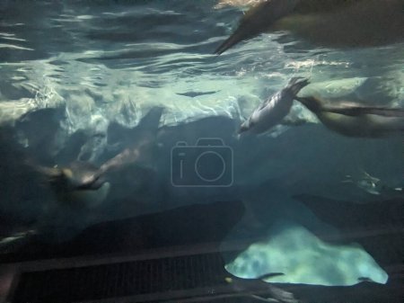 Téléchargez les photos : Pingouins nageant dans l'aquarium sous l'eau - en image libre de droit