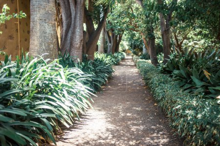 Téléchargez les photos : Une belle vue sur les plantes dans le parc - en image libre de droit