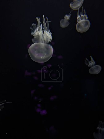 Foto de Medusas nadando bajo el agua en el acuario, primer plano - Imagen libre de derechos