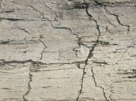 Photo for Old wood texture. natural background. - Royalty Free Image