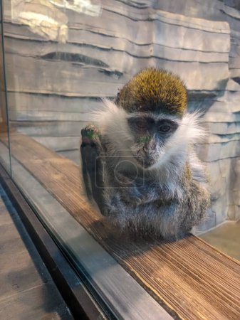 Téléchargez les photos : Portrait de singe mignon dans le zoo - en image libre de droit