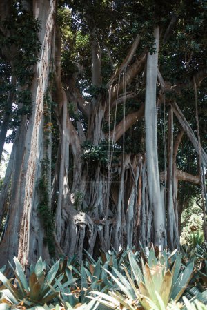Photo for Tropical trees of Tenerife, the Canary Island, Spain, Europe - Royalty Free Image