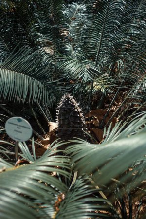 Foto de Un primer plano de hermosas plantas tropicales - Imagen libre de derechos