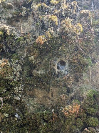 Téléchargez les photos : Toile d'araignée dans la forêt, gros plan - en image libre de droit