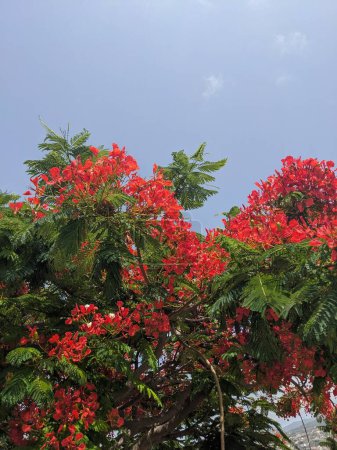 Téléchargez les photos : Fleurs rouges et rouges dans le jardin - en image libre de droit
