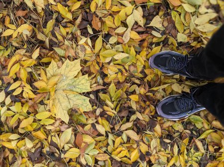 Photo for Man 's feet in sneakers on the autumn leaves - Royalty Free Image