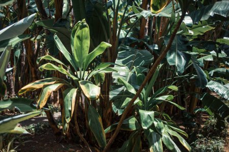 Téléchargez les photos : Palmiers tropicaux dans le jardin - en image libre de droit