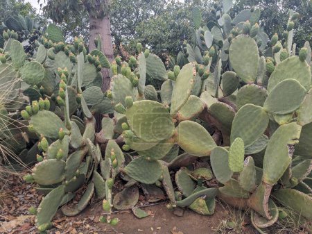 Foto de Grandes cactus en el jardín - Imagen libre de derechos