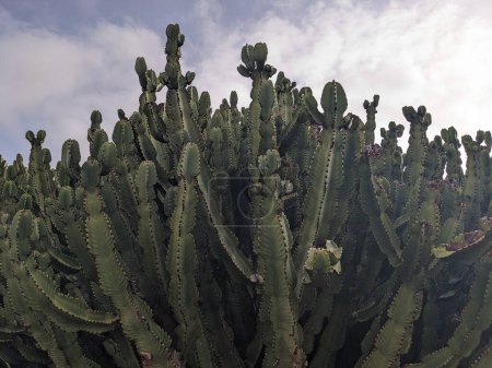 Téléchargez les photos : Plantes de cactus, flore et nature - en image libre de droit