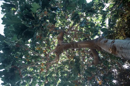 Foto de Hojas verdes en un árbol - Imagen libre de derechos