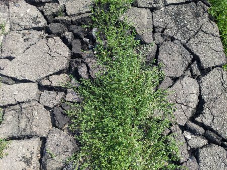Téléchargez les photos : Herbe verte dans le sol avec des pierres - en image libre de droit