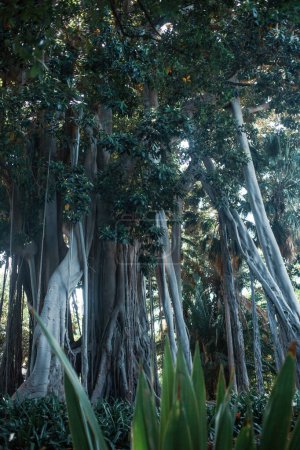 tropische Bäume im Garten auf Teneriffa, der Kanarischen Insel, Spanien, Europa 