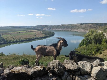 Téléchargez les photos : Chèvres debout sur les rochers avec rivière Dniester à l'arrière-plan, Bakota, Ukraine, Europe - en image libre de droit