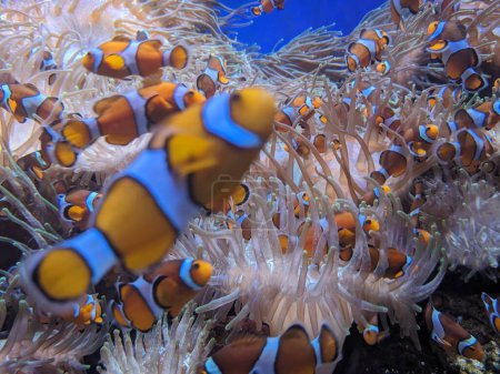Foto de Peces en los arrecifes de coral, mundo submarino - Imagen libre de derechos