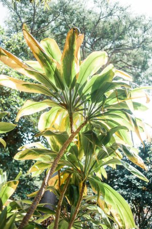Foto de Hojas verdes tropicales de árbol en la naturaleza - Imagen libre de derechos