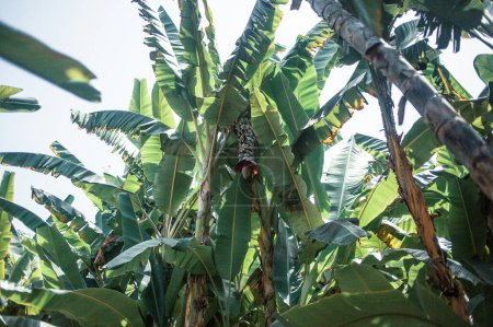 Foto de Plátanos hojas, agricultura - Imagen libre de derechos