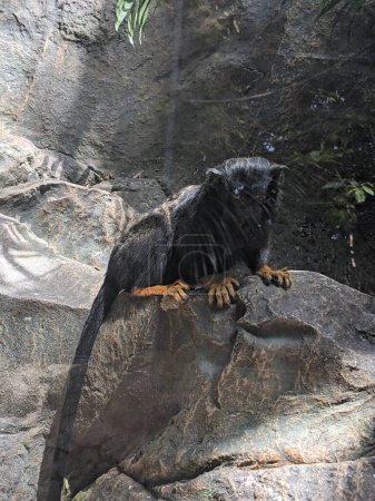 Foto de Mono Tamarin sentado en una roca en un zoológico - Imagen libre de derechos
