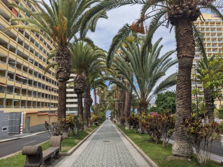 Téléchargez les photos : Vue sur la rue des palmiers sur la rue de la ville - en image libre de droit