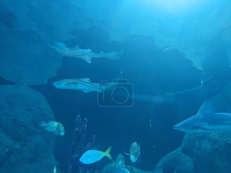 Foto de Foto submarina de un pez en el acuario - Imagen libre de derechos