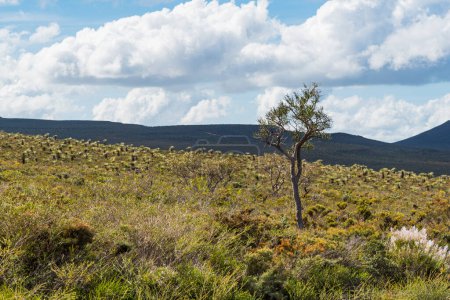 Dans l'ouest de l'Australie, le parc national Lesueur prend de la couleur à la fin de l'hiver et au printemps à mesure que la flore variée des parcs fleurit..