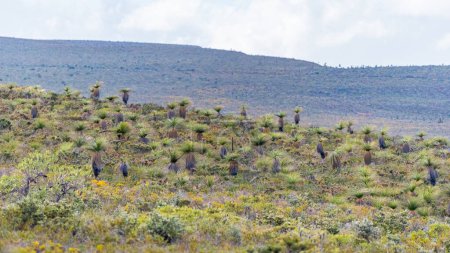 Herbiers au parc national Nambung, près de la ville de Cervantes, Australie occidentale.