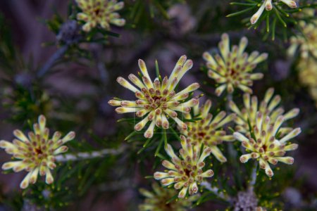 Téléchargez les photos : Dans l'ouest de l'Australie, le parc national Lesueur prend de la couleur à la fin de l'hiver et au printemps à mesure que la flore variée des parcs fleurit.. - en image libre de droit