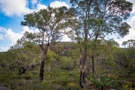 Photo for In Western Australia, Lesueur National Park erupts into colour in late winter and spring as the parks diverse flora comes out in flower making it a paradise for wildflower enthusiasts. - Royalty Free Image