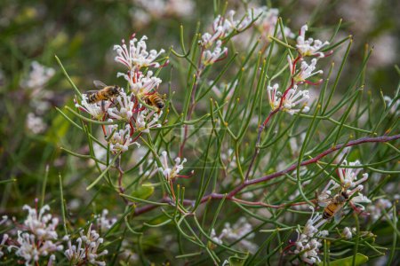 Téléchargez les photos : Dans l'ouest de l'Australie, le parc national Lesueur prend de la couleur à la fin de l'hiver et au printemps alors que les parcs fleurissent, ce qui en fait un paradis pour les amateurs de fleurs sauvages.. - en image libre de droit