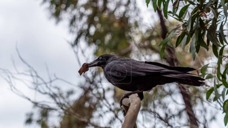 Foto de Melbourne, Victoria / Australia - 11 / 04 / 2019 Cuervos en el lago Newport, el área fue creada a partir de una antigua cantera de Bluestone y es un santuario para aves acuáticas y vida silvestre. - Imagen libre de derechos