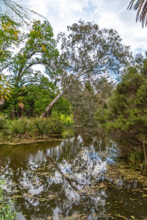 Foto de Melbourne, Victoria / Australia - 11 / 06 / 2019 Diversidad de la naturaleza en los Jardines Botánicos de Melbourne - Imagen libre de derechos