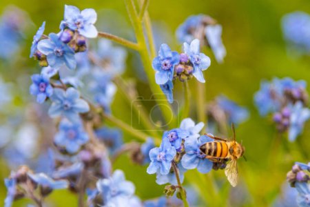 Foto de Melbourne Botanical Gardens Flora y Fauna con abeja en flor - Imagen libre de derechos