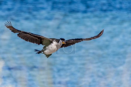 Téléchargez les photos : Little Pied Cormorant à Rockingham Australie Occidentale - en image libre de droit