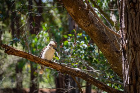 Foto de Los Kookaburras son pescadores terrestres del género Dacelo nativos de Australia y Nueva Guinea.
. - Imagen libre de derechos