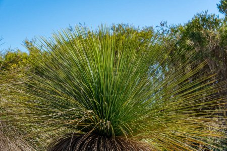 Australian native Grass Trees in the bush with flora and fauna in Western Australia.